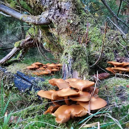 Eifellodge Apartment Roetgen