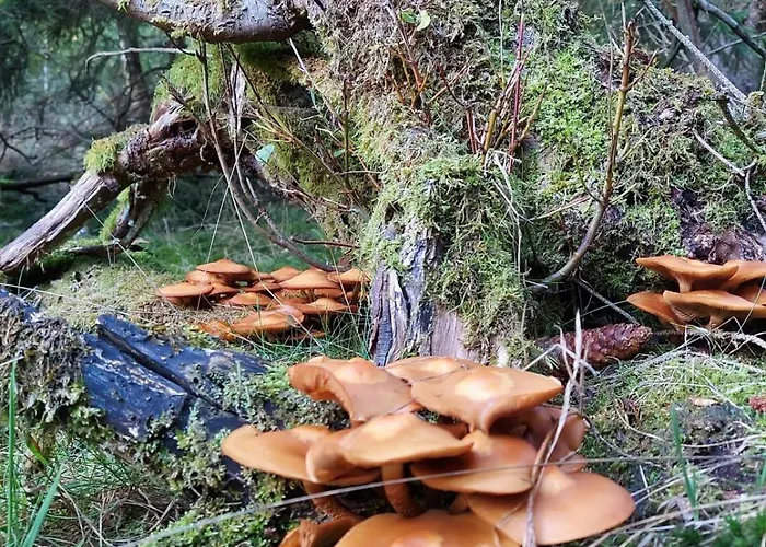 Eifellodge Appartamento Roetgen